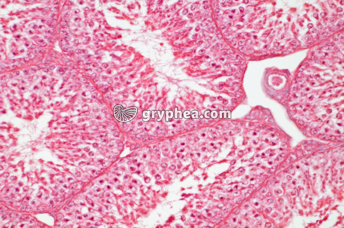 Testicule oiseau x100 - gryphea.com